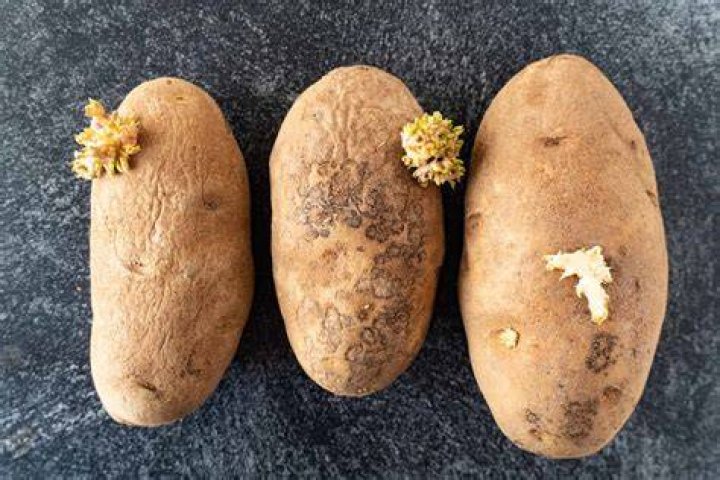 Are sunburned potatoes okay to eat?