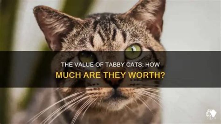 Are tabby cats worth money?
