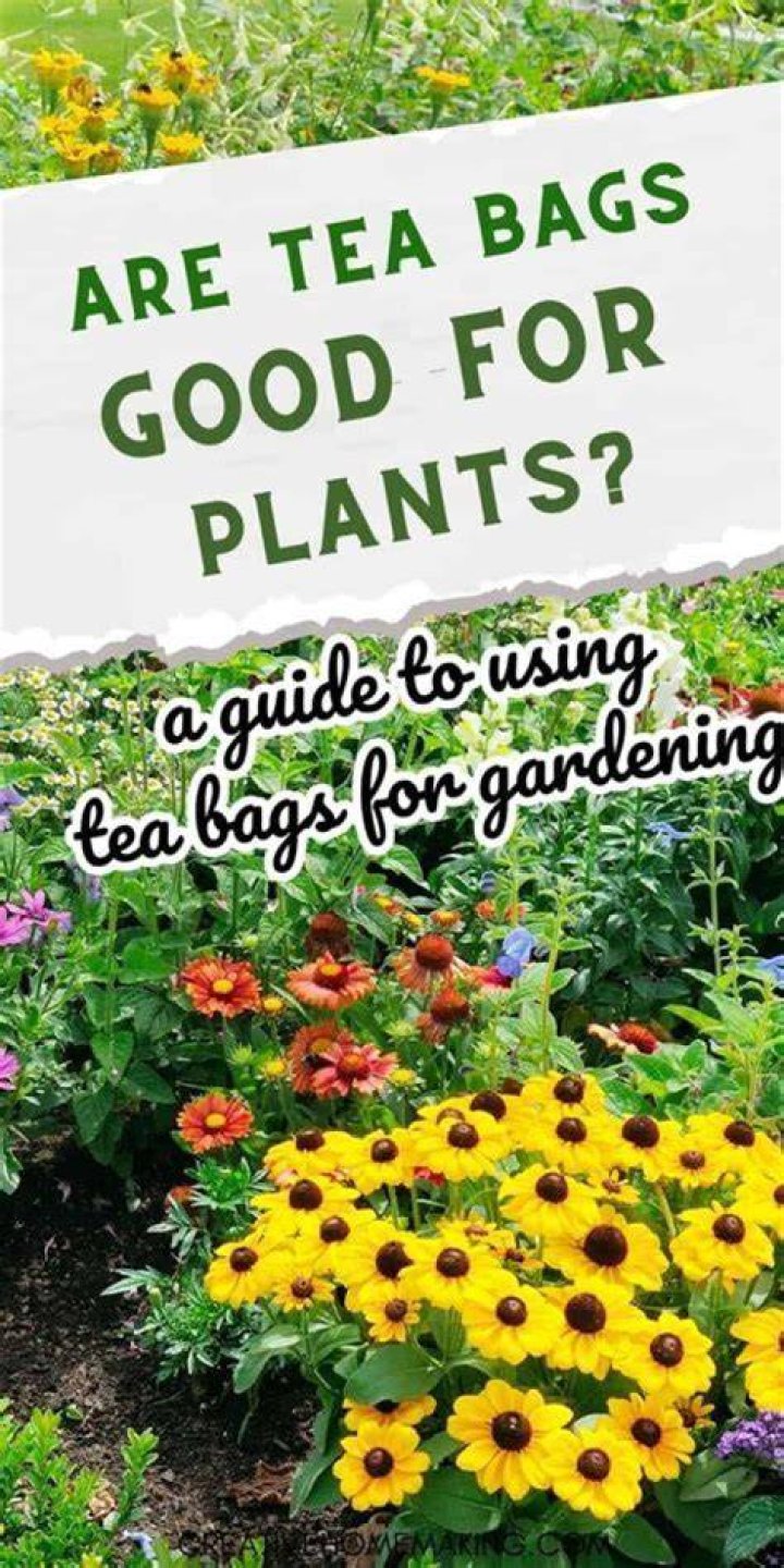 Are tea bags good for hydrangeas?