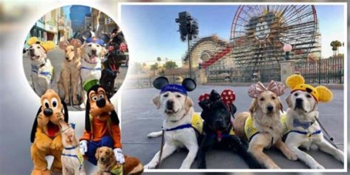 Are the dogs at Disneyland drug dogs?