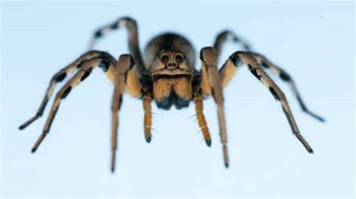 Are there 10 legged spiders?