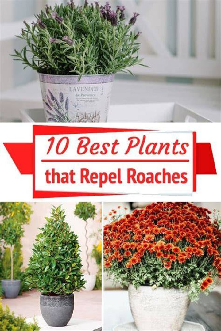 Are there any plants that repel roaches?
