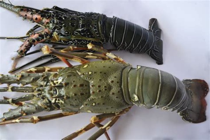 Are there black lobsters?