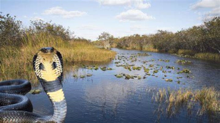 Are there cobras in the US?