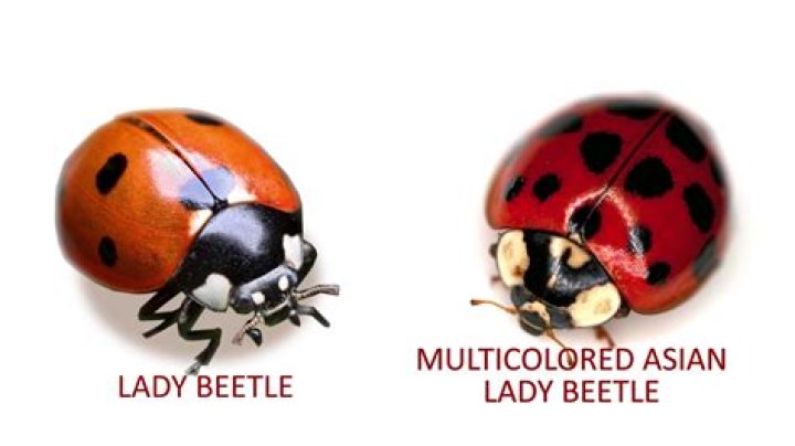 Are there male ladybugs?