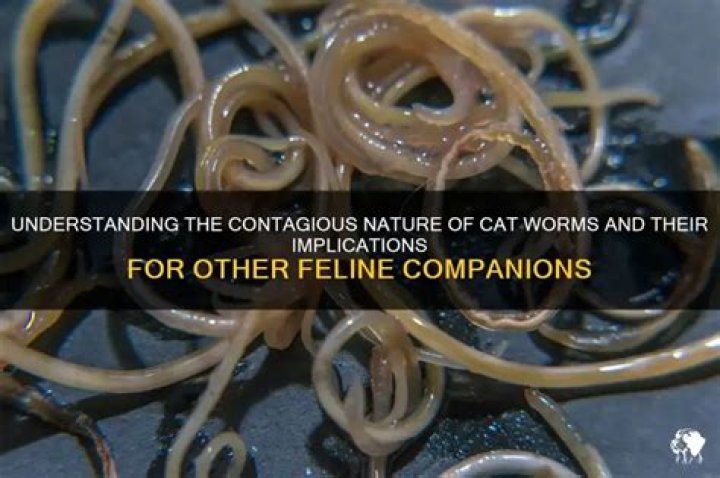 Are worms contagious?