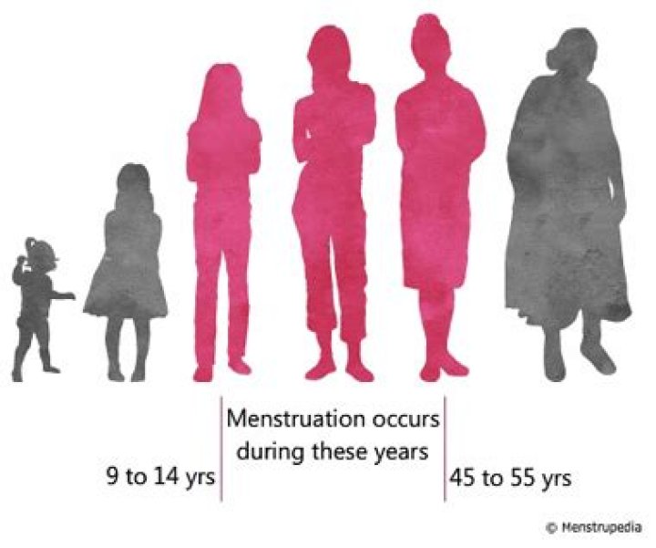 At what age does a woman stop having a menstrual cycle?