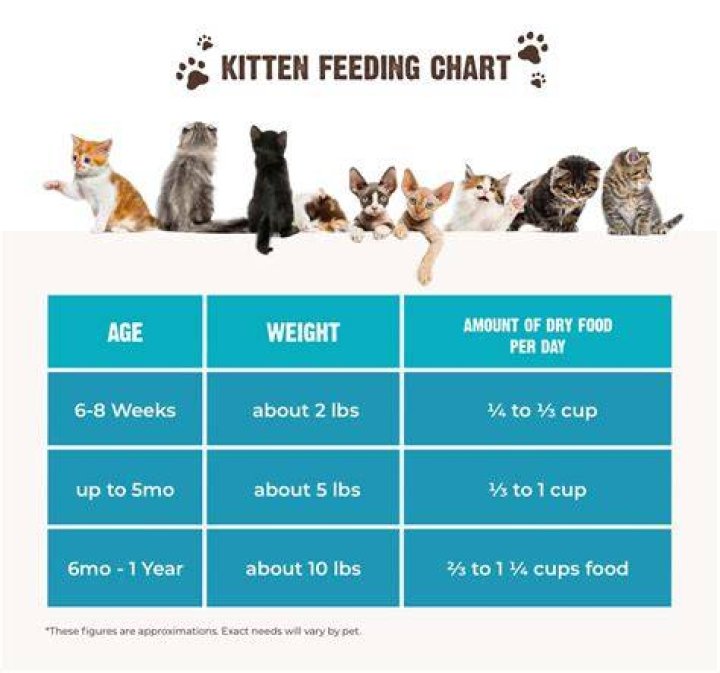 At what age kittens start eating?