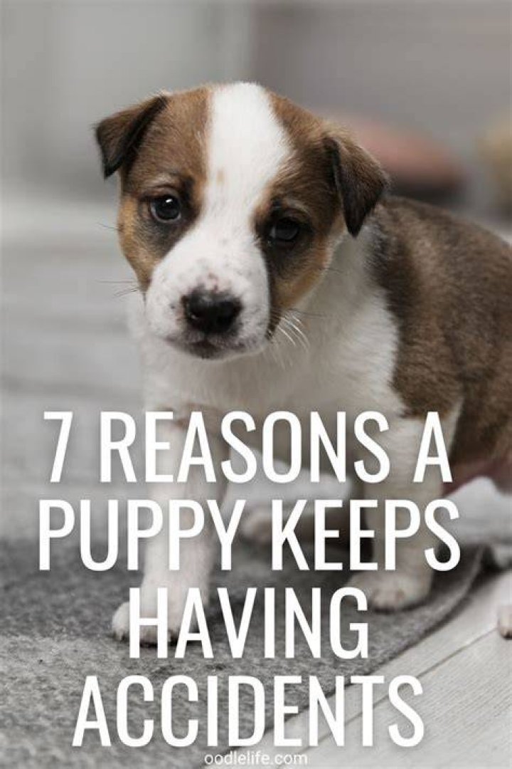 At what age should a puppy stop having accidents?