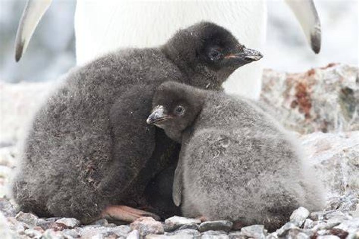 Can a baby chick survive alone?