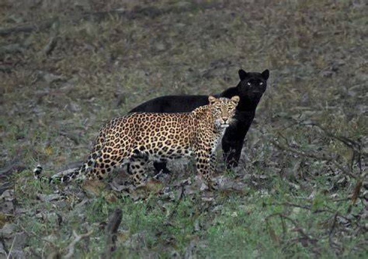 Can a black panther mate with a leopard?