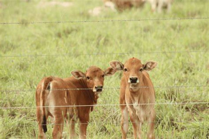 Can a cow have twins?