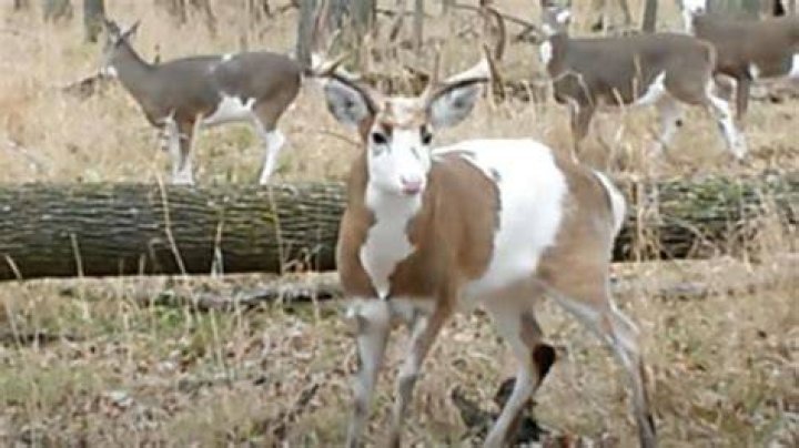 Can a deer and cow breed?