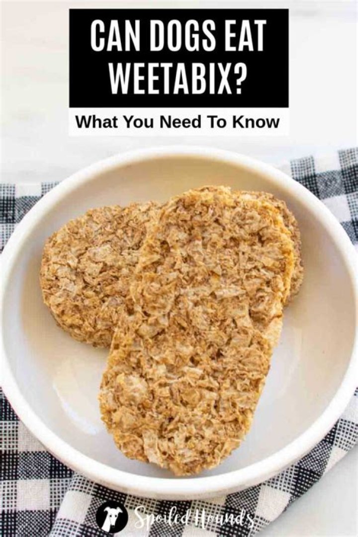 Can a dog eat Weetabix?