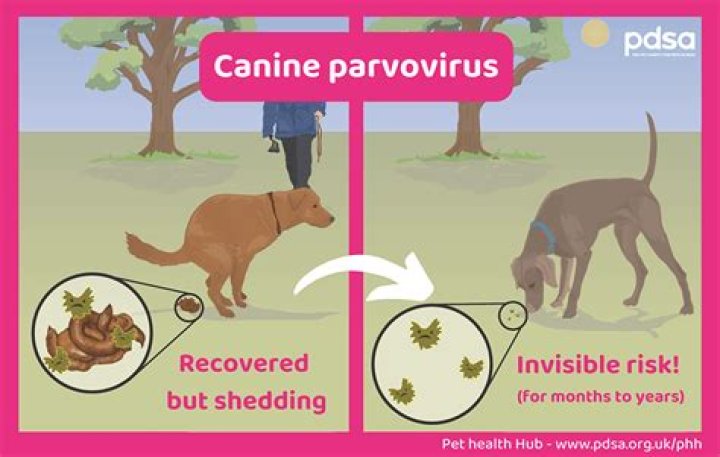 Can a dog get parvo from deer poop?