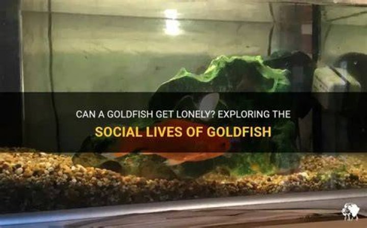 Can a goldfish get lonely?