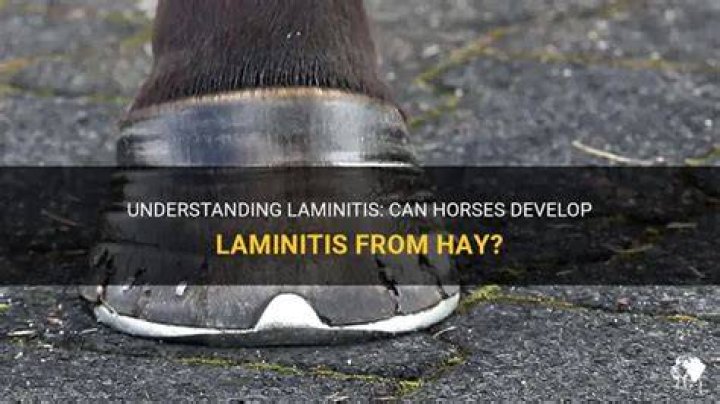Can a horse get laminitis from hay?