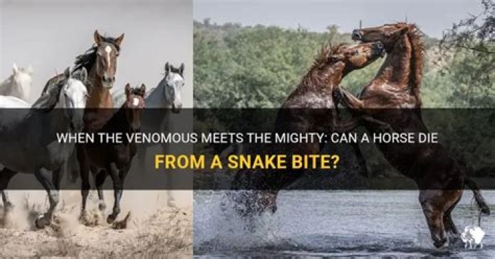 Can a horse survive a snake bite?