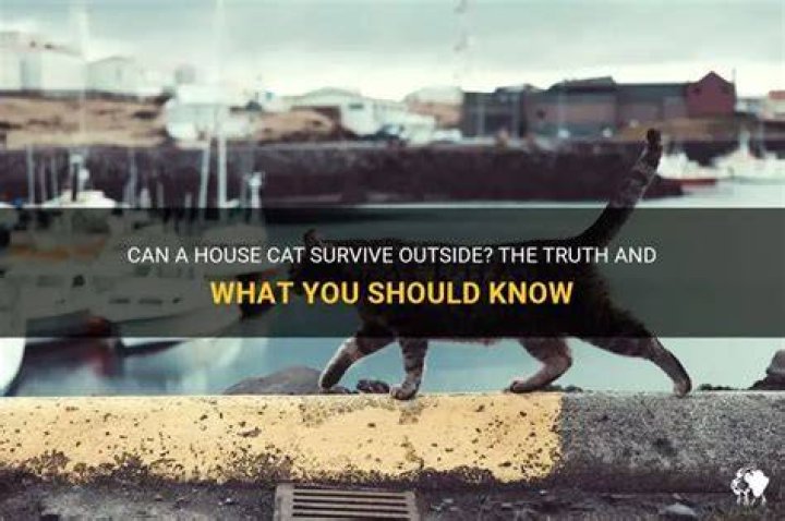 Can a house cat survive outside?