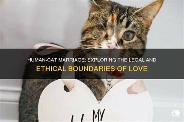 Can a human marry a cat?