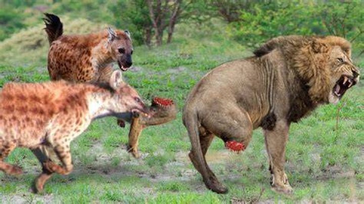Can a lion eat hyena?