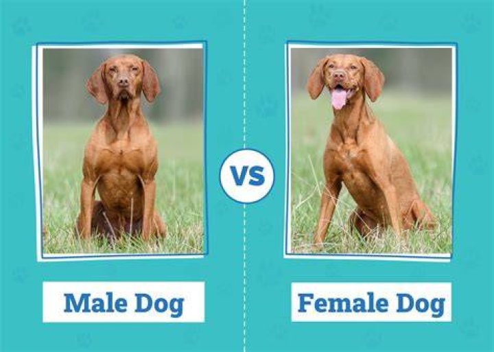 Can a male dog be Overbred?