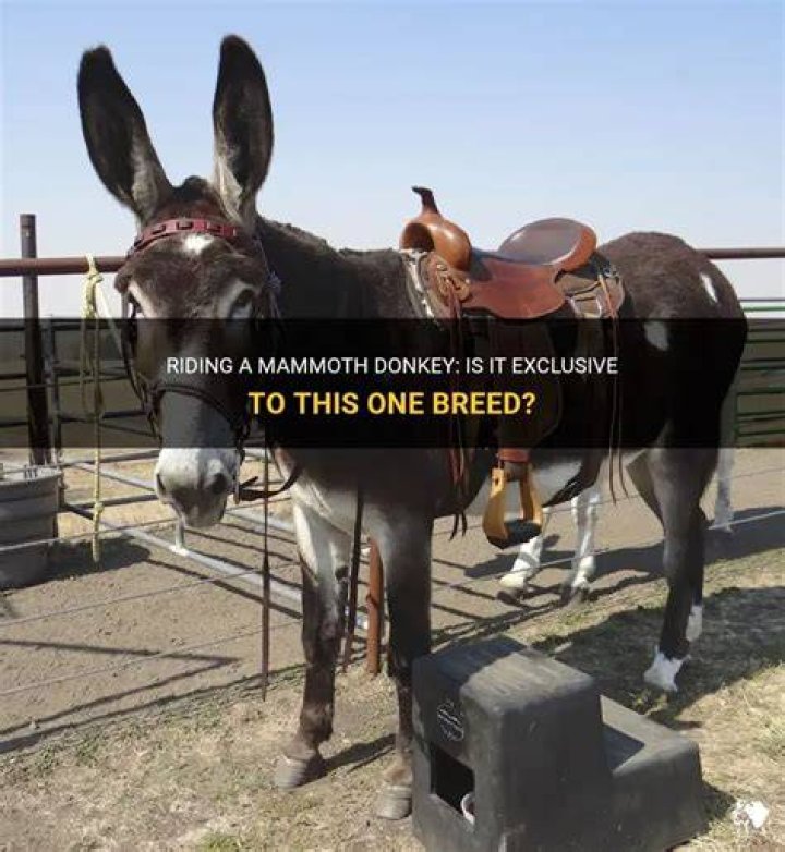 Can a mammoth donkey be ridden?