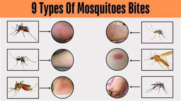 Can a mosquito bite an elephant?