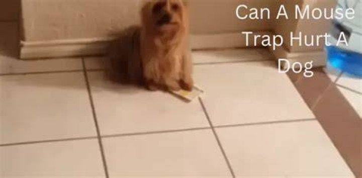 Can a mouse hurt a dog?