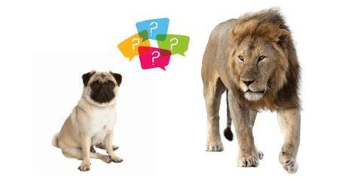 Can a pug take down a lion?