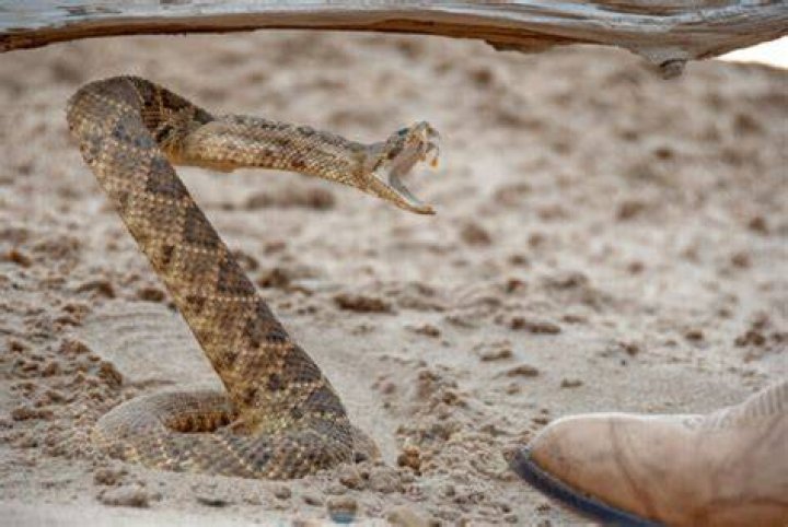 Can a rattlesnake strike without being coiled?