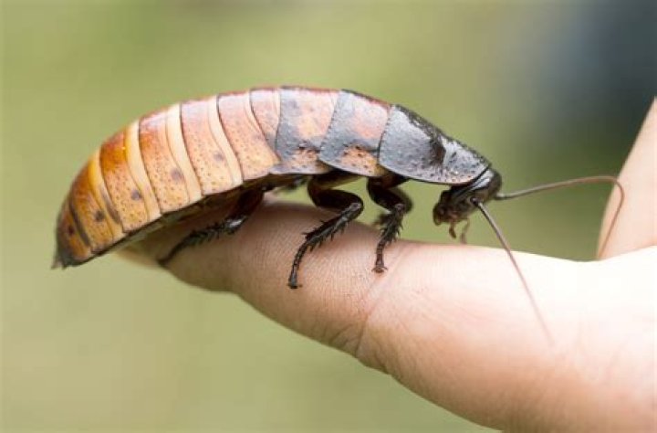 Can a roach be a pet?