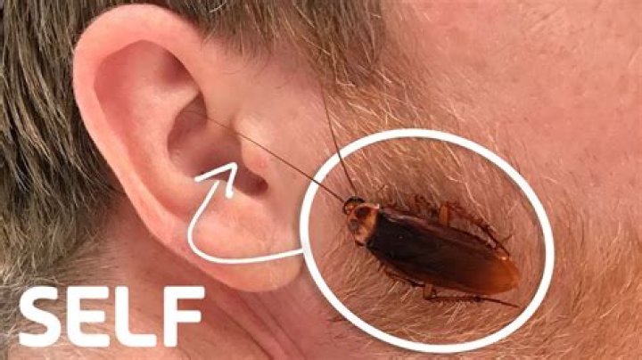 Can a roach crawl in your ear to your brain?