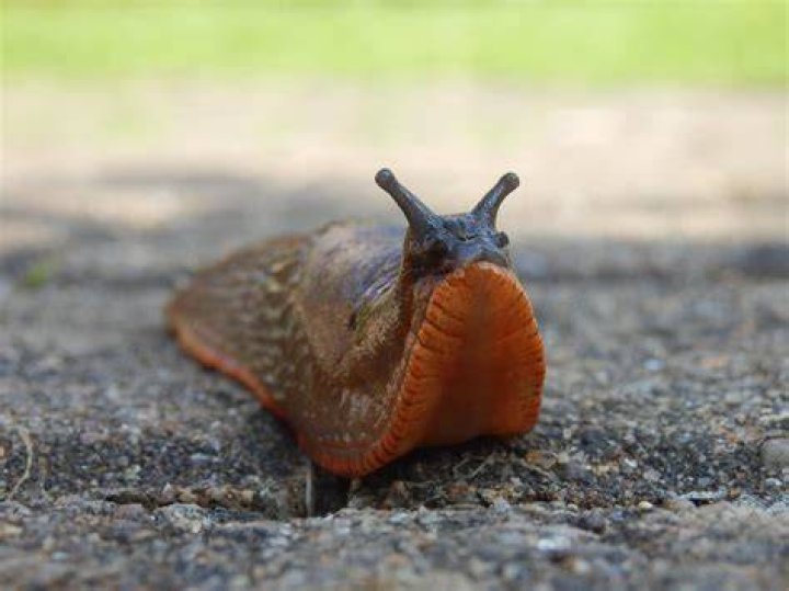 Can a slug hurt you?