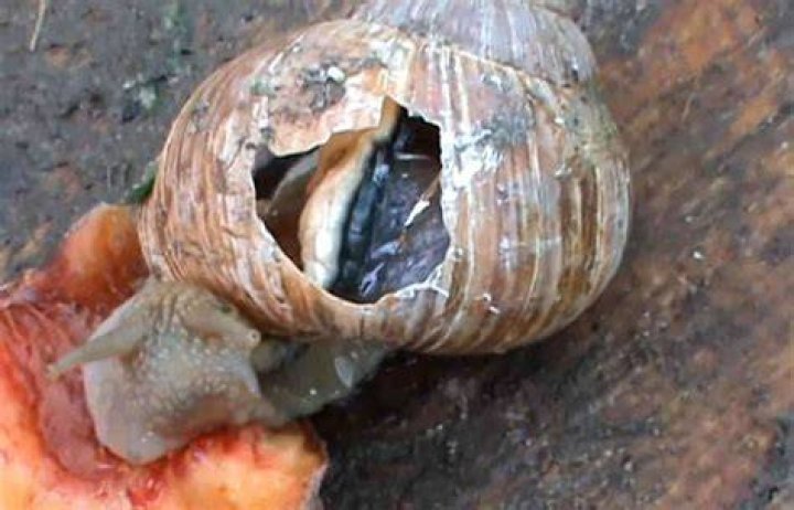 Can a snail hurt you?