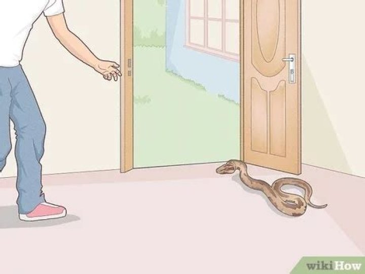 Can a snake go under a door?