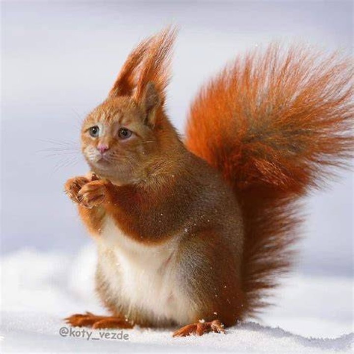 Can a squirrel mate with a cat?