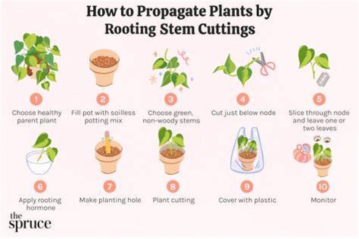 Can all plants be propagated by cuttings?