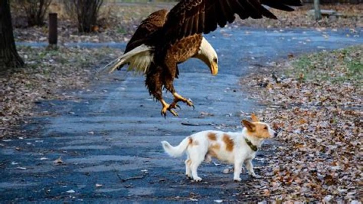 Can an eagle pick up a 20 pound dog?