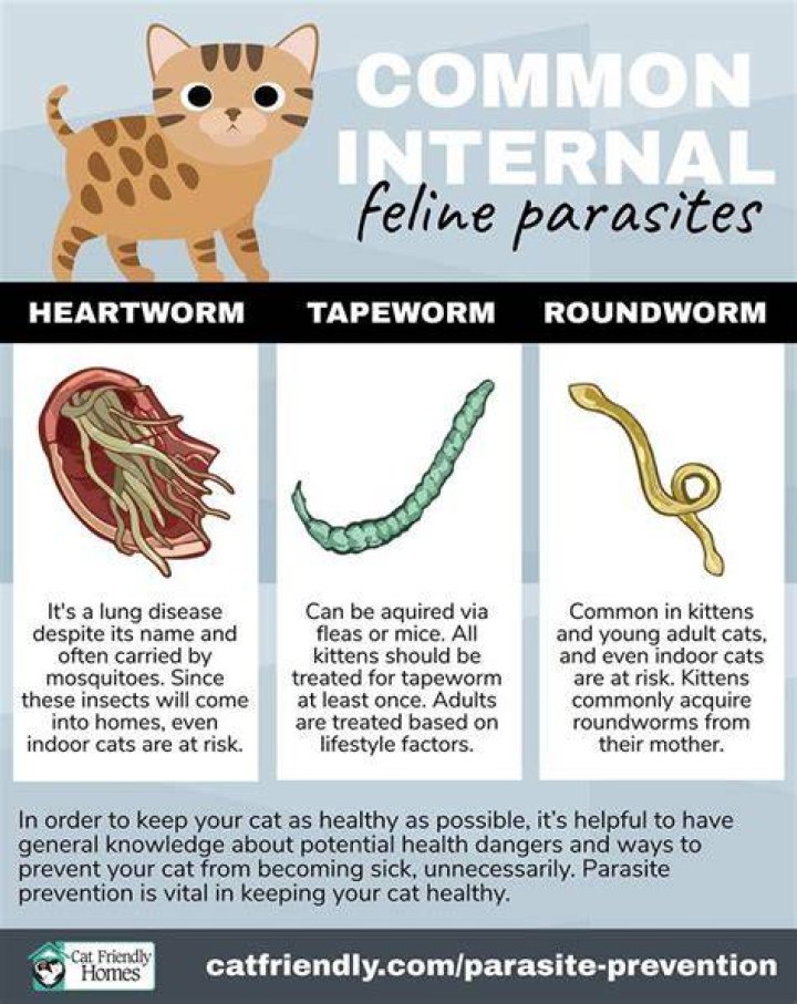 Can an indoor cat get worms?