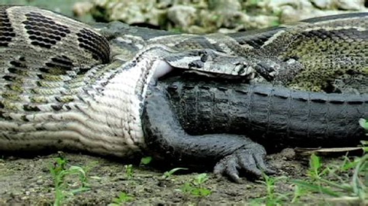 Can anaconda swallow cow?