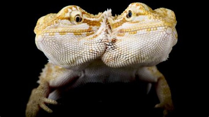 Can animals be conjoined?