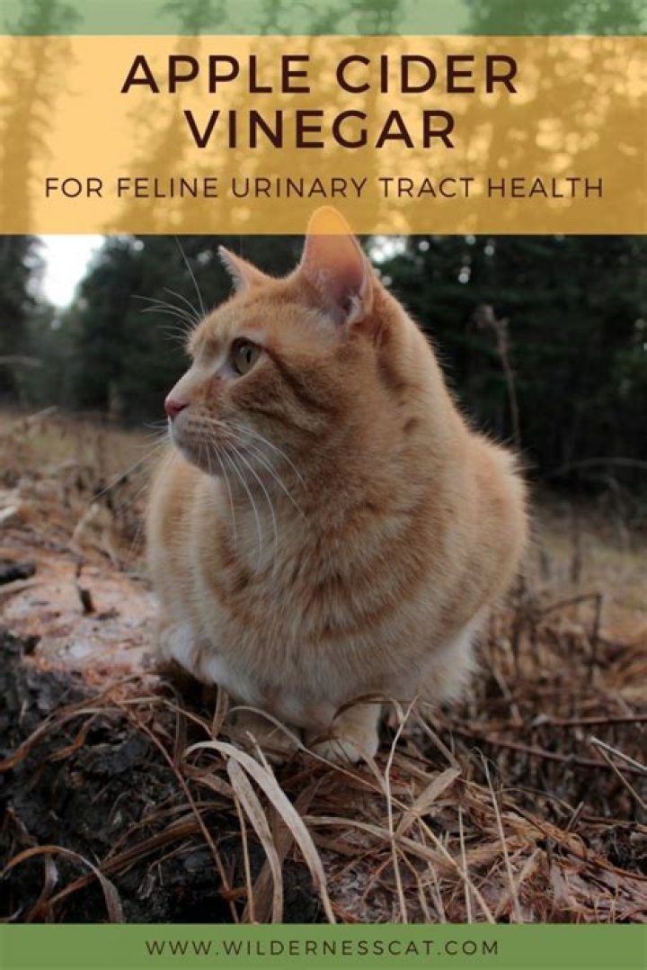 Can apple cider vinegar cure UTI in cats?
