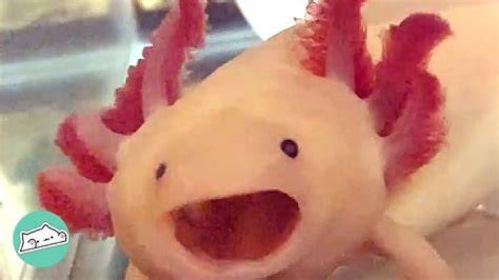 Can axolotls smile?