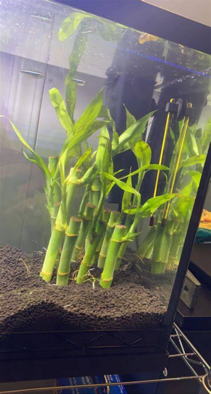 Can bamboo be fully submerged in water?