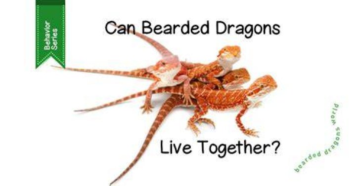 Can bearded dragons understand you?
