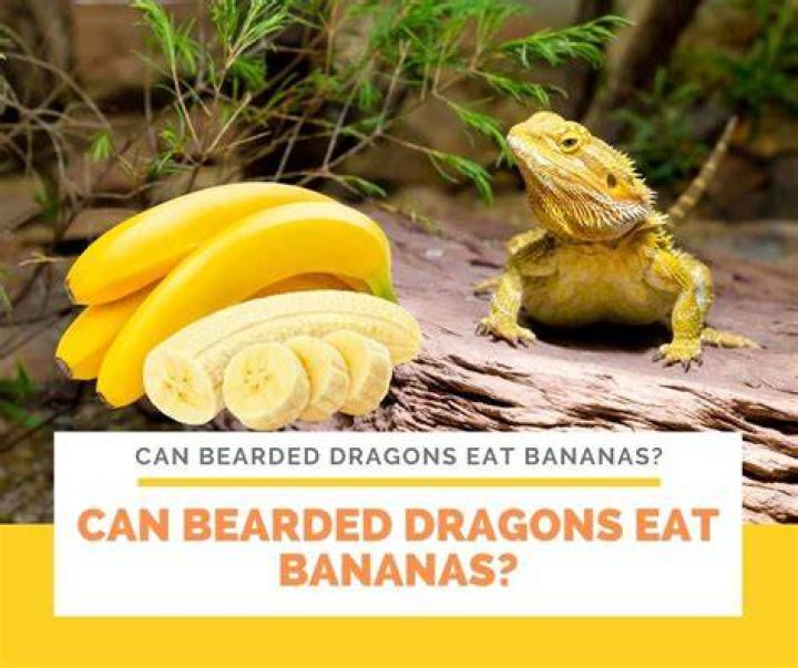 Can Beardies eat bananas?