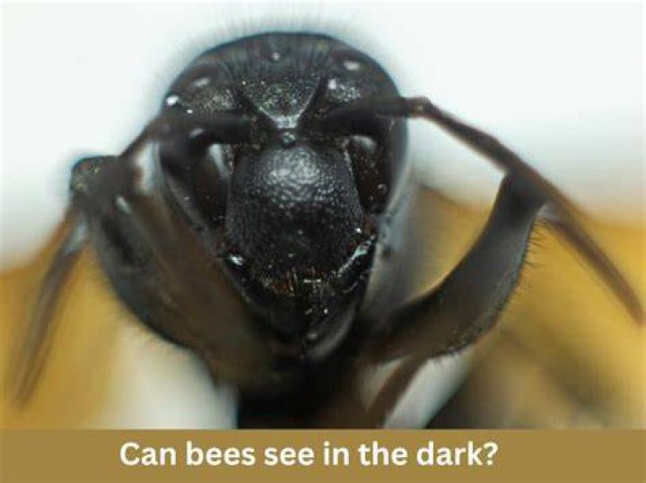 Can bees see gray?
