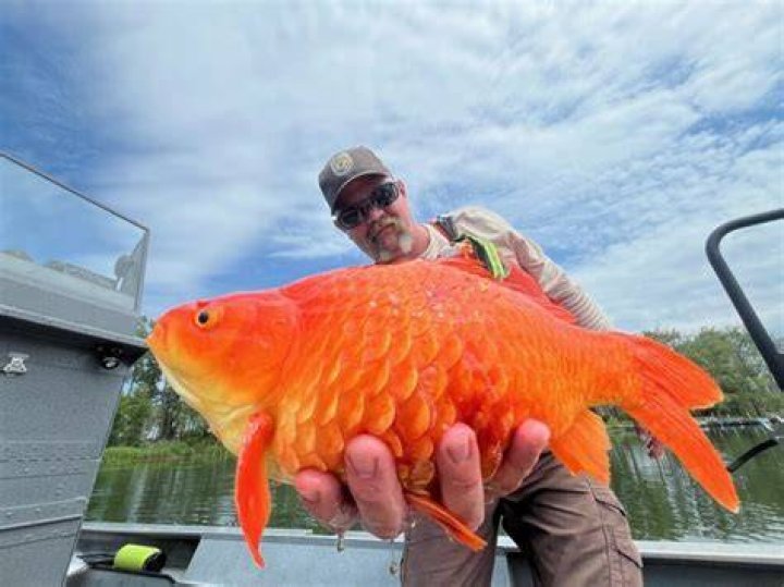 Can big goldfish be eaten?