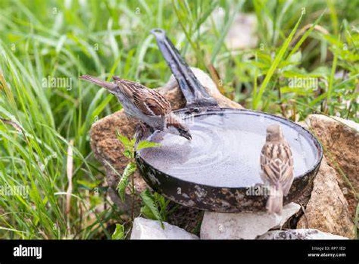 Can birds drink hose water?